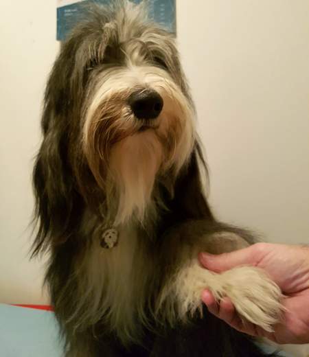 bearded collie at.jpg